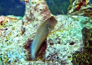 Blenny seen in Grand Cayman August 2010.  Photo taken wit... by Bonnie Conley 